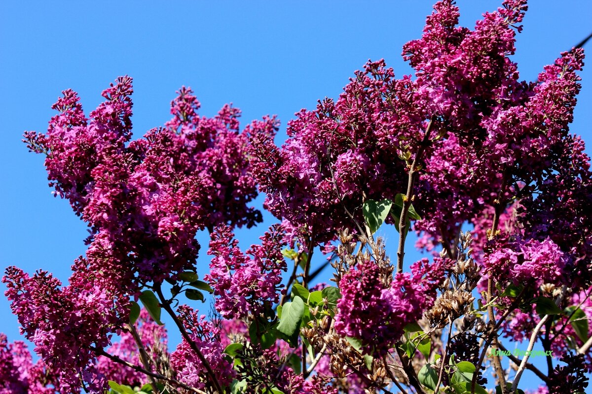 Сирень. - Восковых Анна Васильевна 