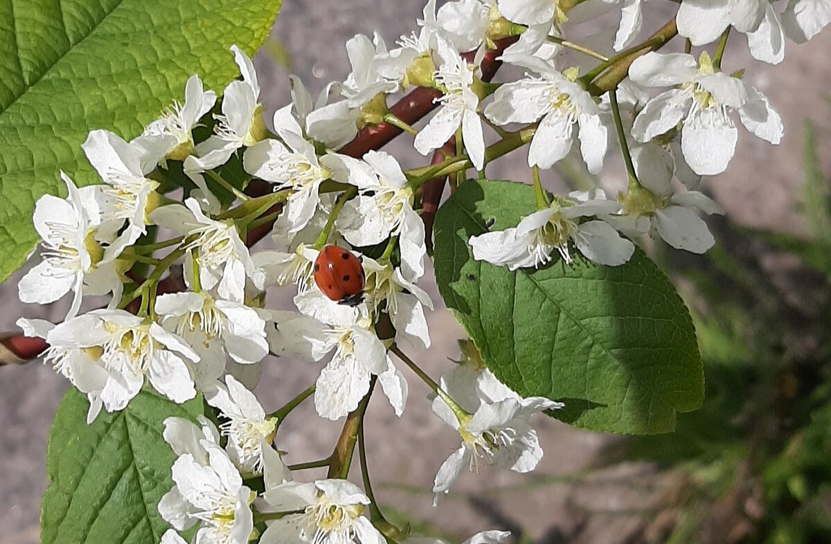 Был месяц май - Наталья Герасимова Был месяц май - Наталья Герасимова
