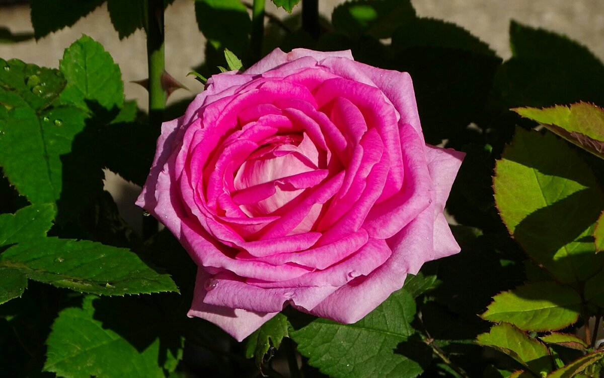 Розы в городе в первый день лета. - Милешкин Владимир Алексеевич Розы в городе в первый день лета. - Милешкин Владимир Алексеевич