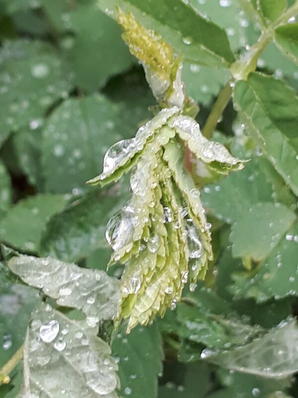 Много капель - Надежда 