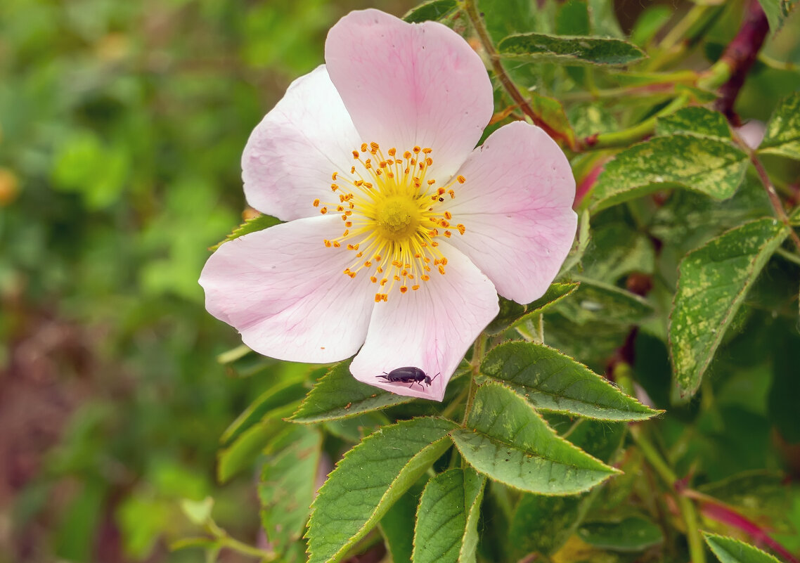 ** - Виталий Емельянов ** - Виталий Емельянов