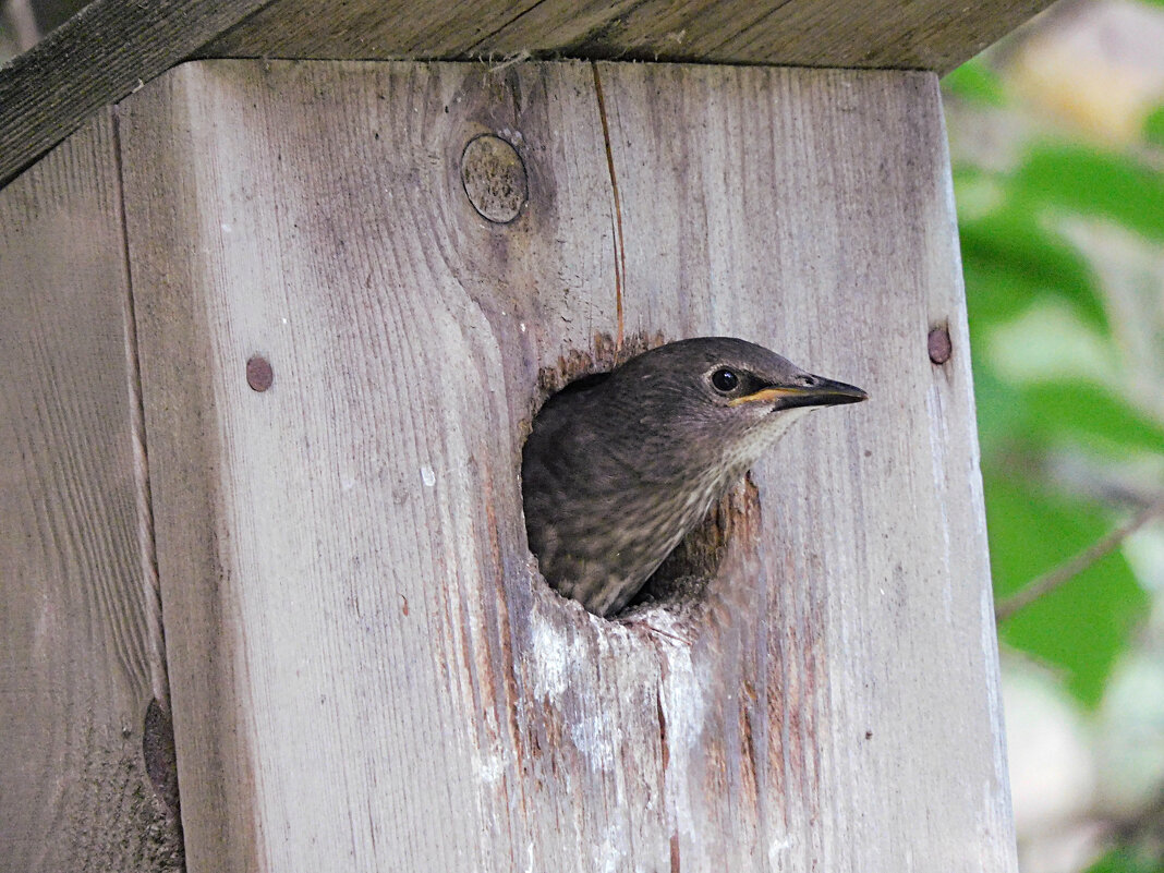 Птенец скворца - Лина 