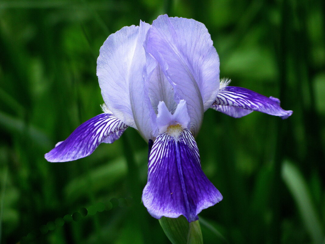 Нежный ирис - Людмила Смородинская