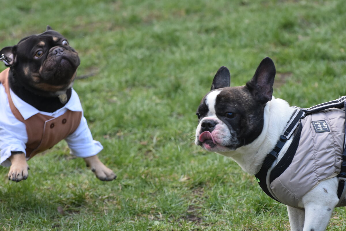 Москва. Парад французских бульдогов в усадьбе «Воронцово». - Наташа *****