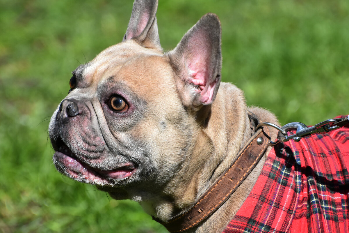 Москва. Парад французских бульдогов в усадьбе «Воронцово». - Наташа *****