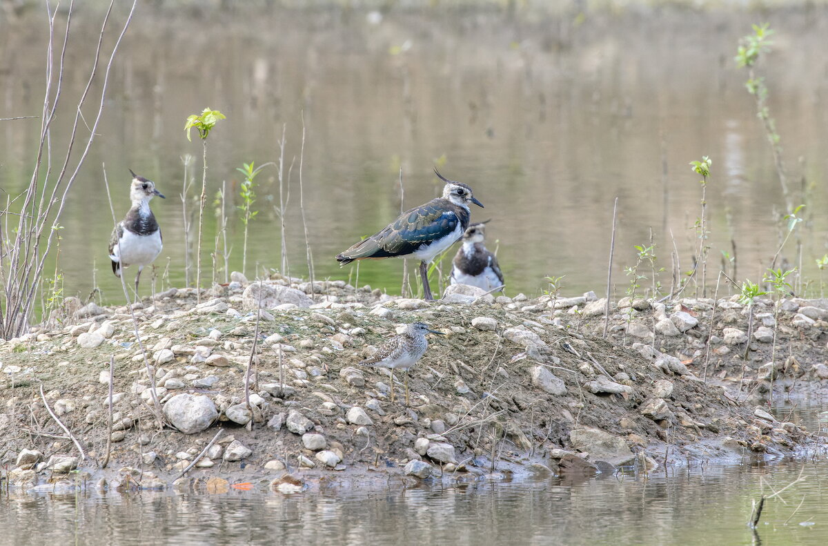 чибис - юрий макаров