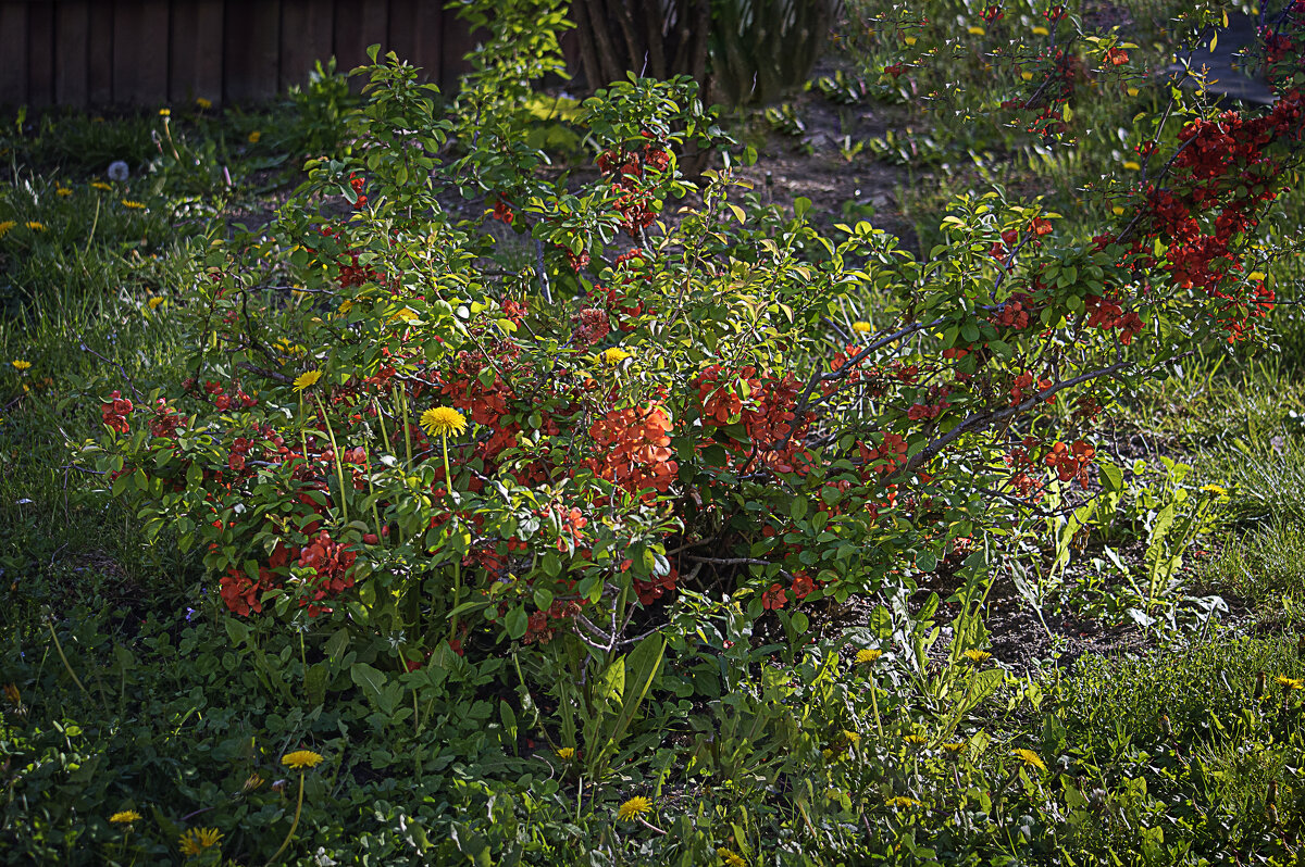 ВЕСНА - Владимир Кроливец