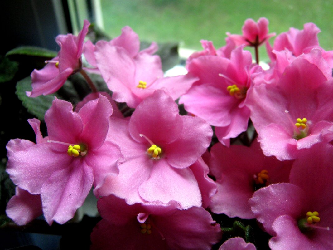 Фиалка - Елена Семигина Фиалка - Елена Семигина