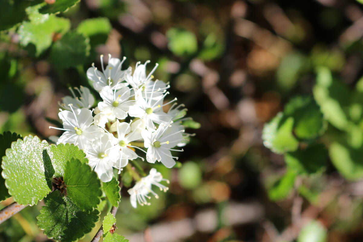 В заполярном лесу - Ольга В заполярном лесу - Ольга