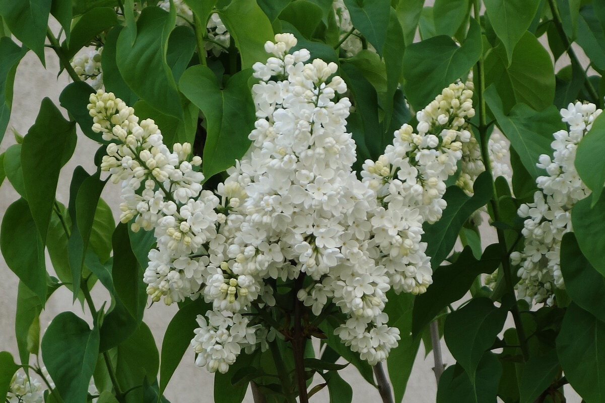 Сирень - Рита Симонова