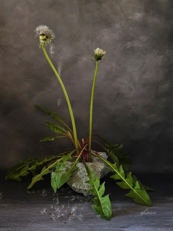 Когда подходит твой финал. - Галина Левина