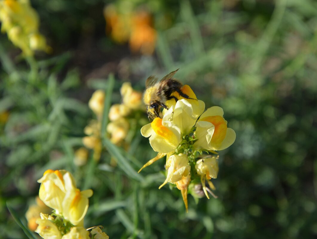 Мохнатый шмель... - Oleg4618 Шутченко