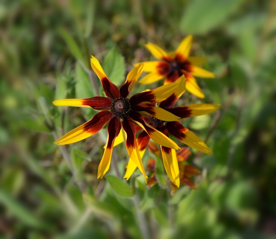 Рудбекия - Oleg4618 Шутченко