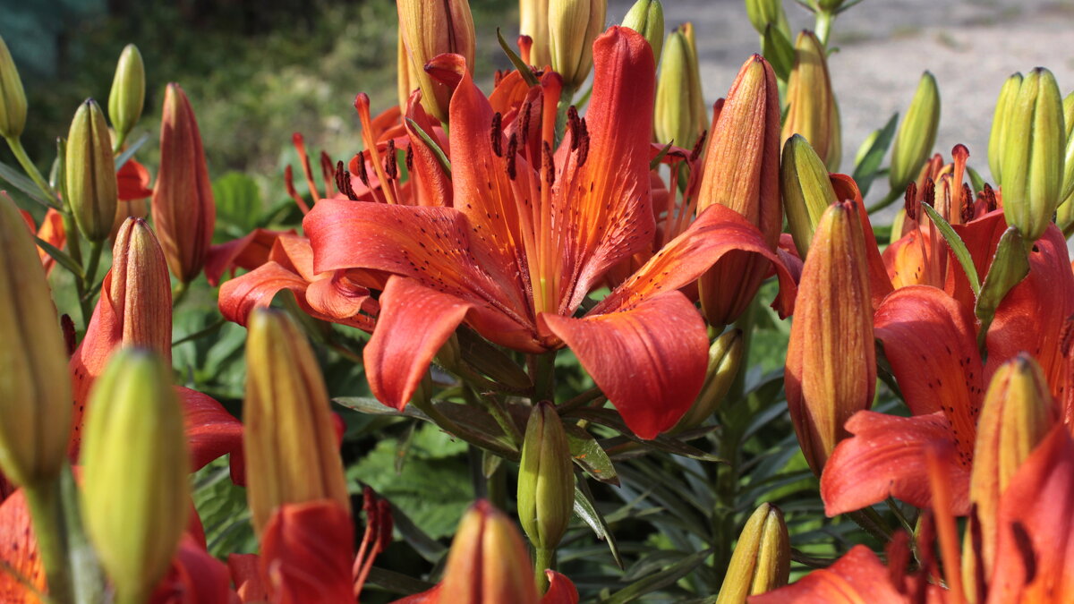 Цветут красатульки. - Игорь Родионов