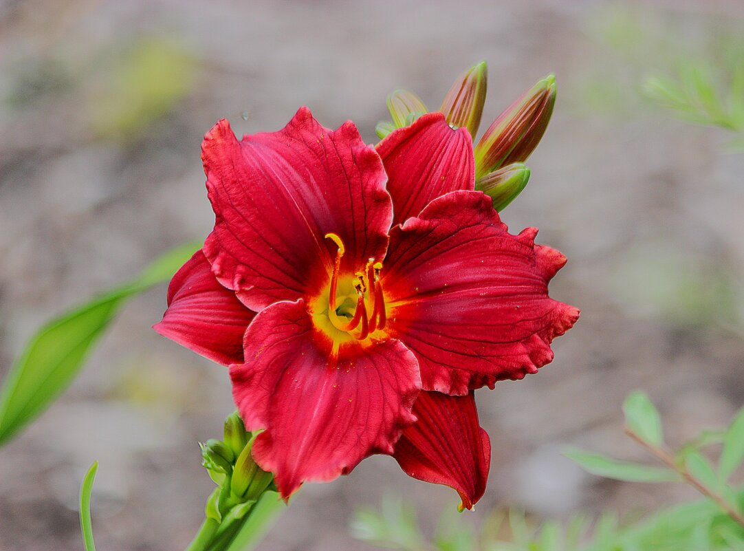 Лилейник - Василий Лилейник - Василий