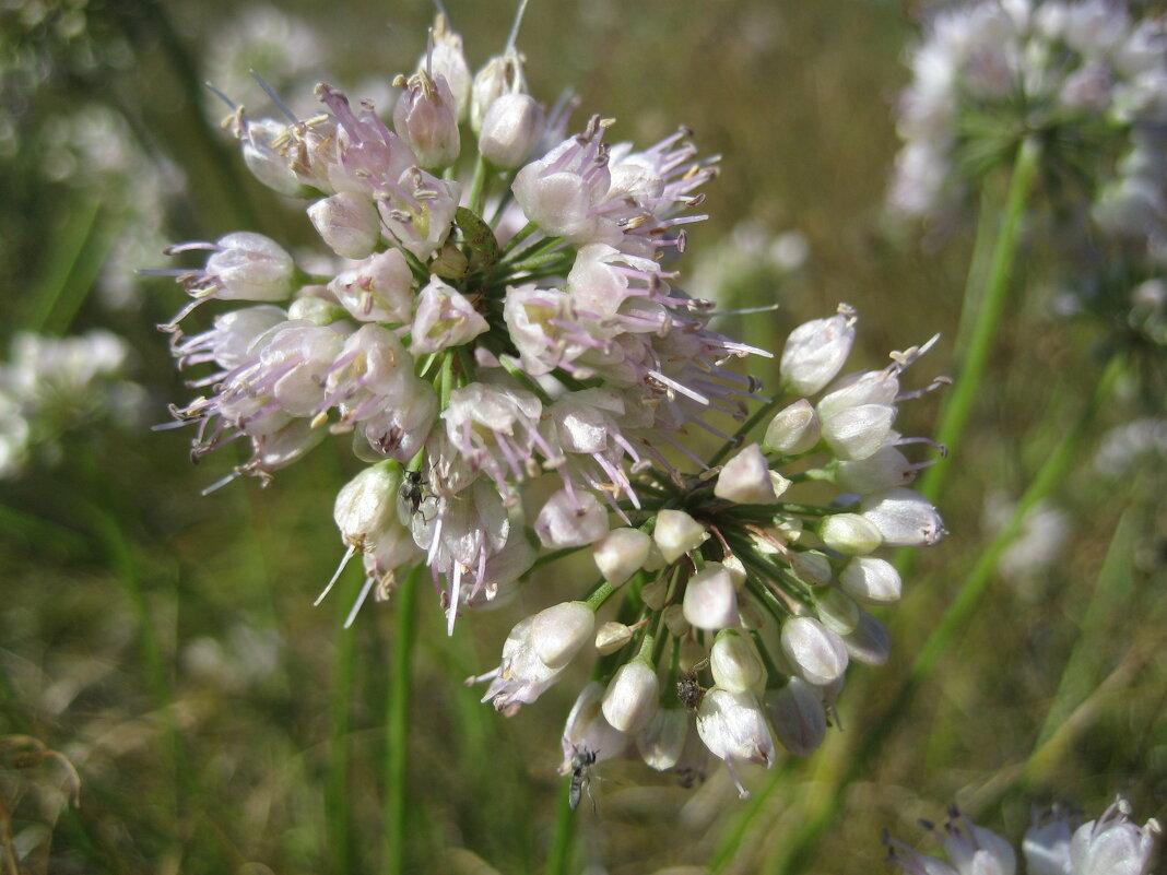 Лук угловатый и мошки - Anna Ivanova