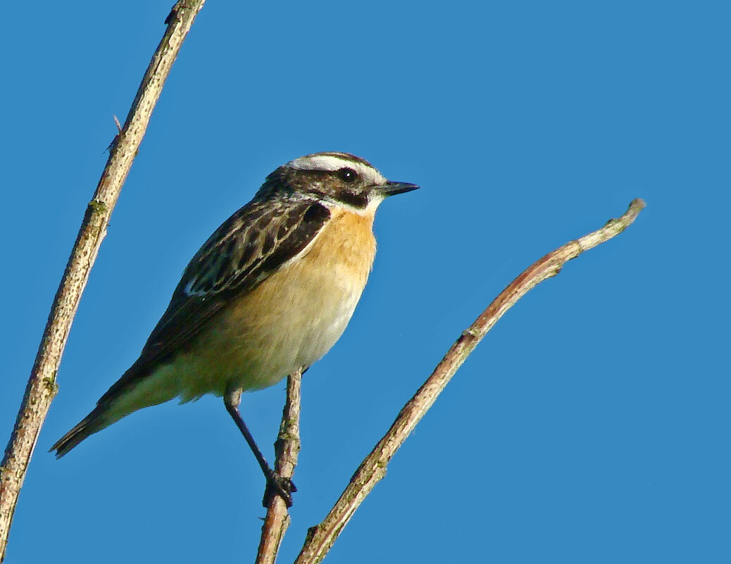 луговой чекан - gawrilа - dan