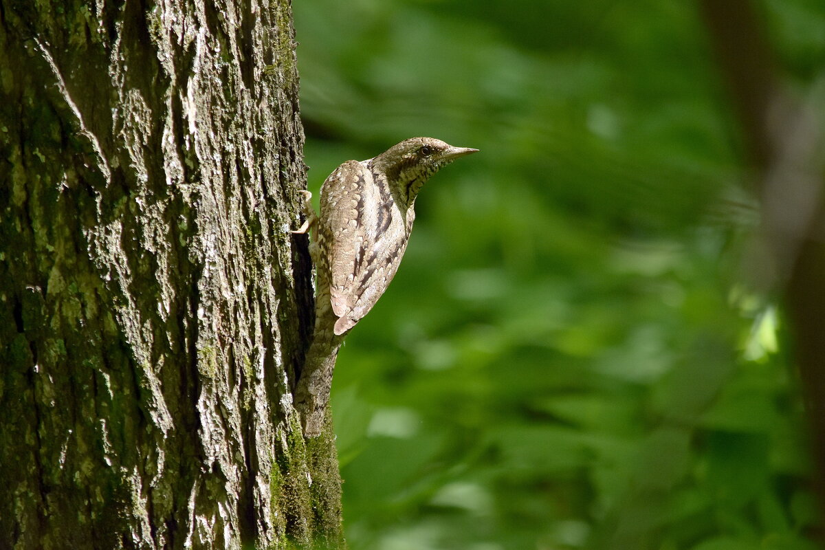 Вертишейка - Алексей .