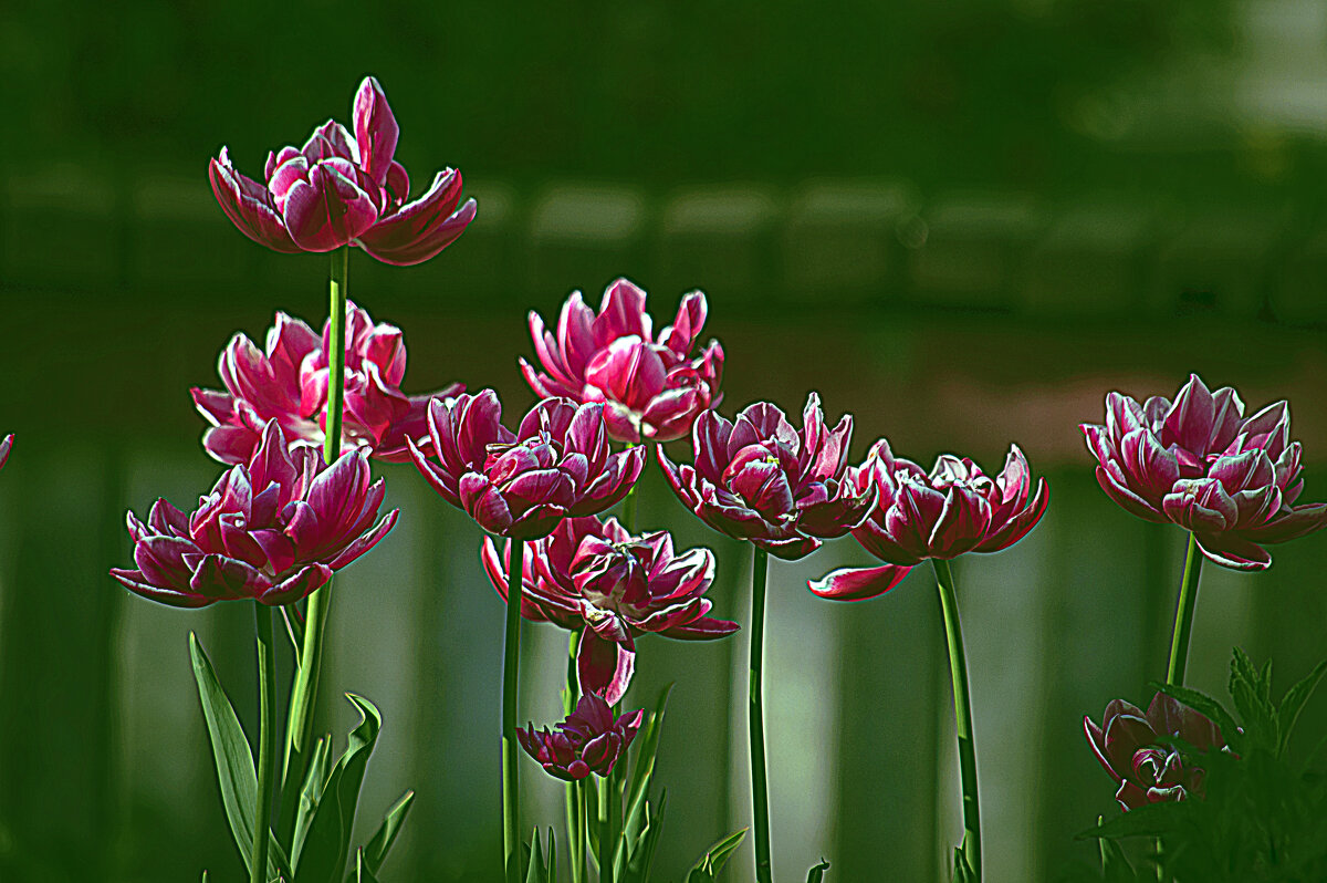 Этюд с тюльпанами - Владимир Кроливец