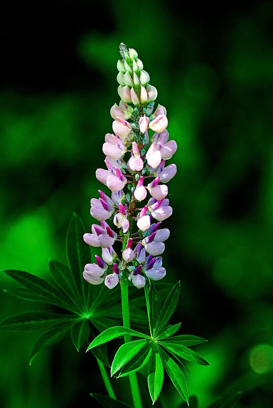 *** - Леонид leo *** - Леонид leo