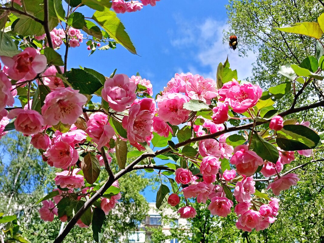 Пикирующий шмель. - Лия ☼