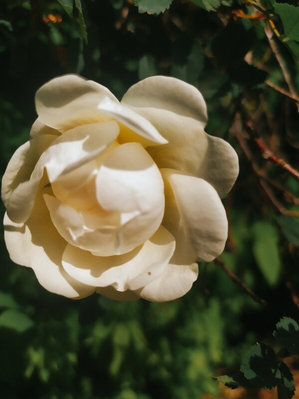 В цвету - Любовь Иванова