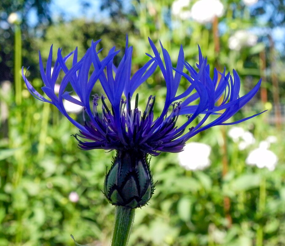 Василёк - Oleg4618 Шутченко