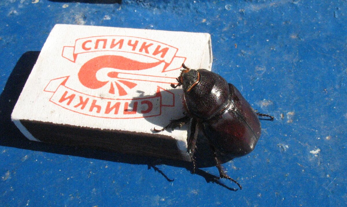 N - Андрей Л. В.