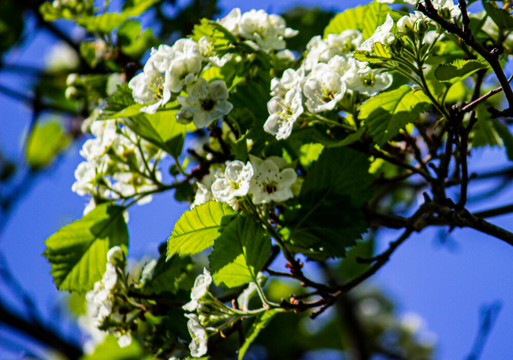 Цветение - Светлана SvetNika17 Цветение - Светлана SvetNika17
