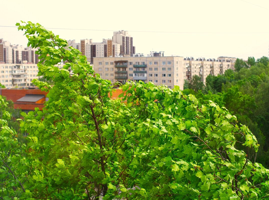 Ветер - он НЕ сломает дуб !.. - Юрий Куликов Ветер - он НЕ сломает дуб !.. - Юрий Куликов