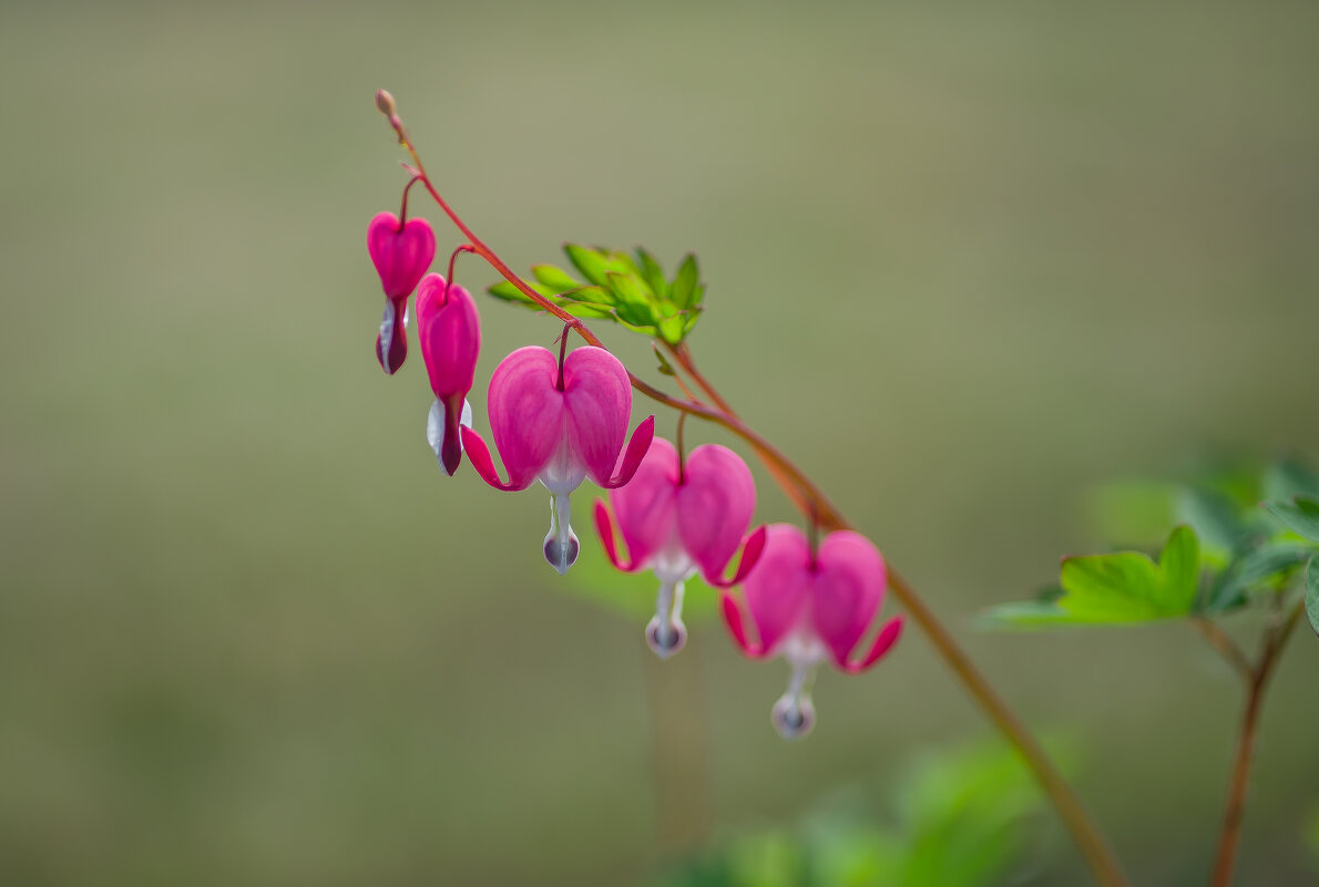 Вот и Лето наступило.... - Sergey (Apg)