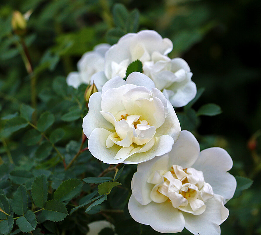 Шиповник цветёт - Светлана Шиповник цветёт - Светлана