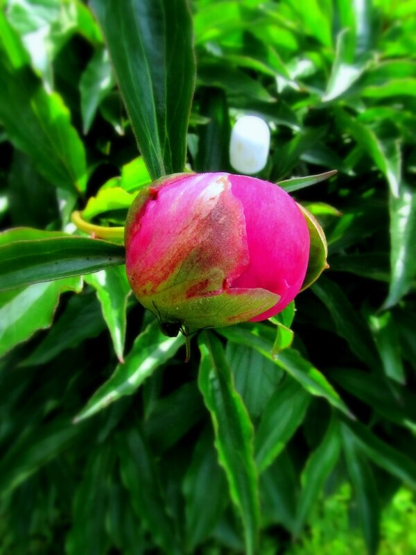 Бутон пиона-зонтик для козявки - Сергей Карачин Бутон пиона-зонтик для козявки - Сергей Карачин