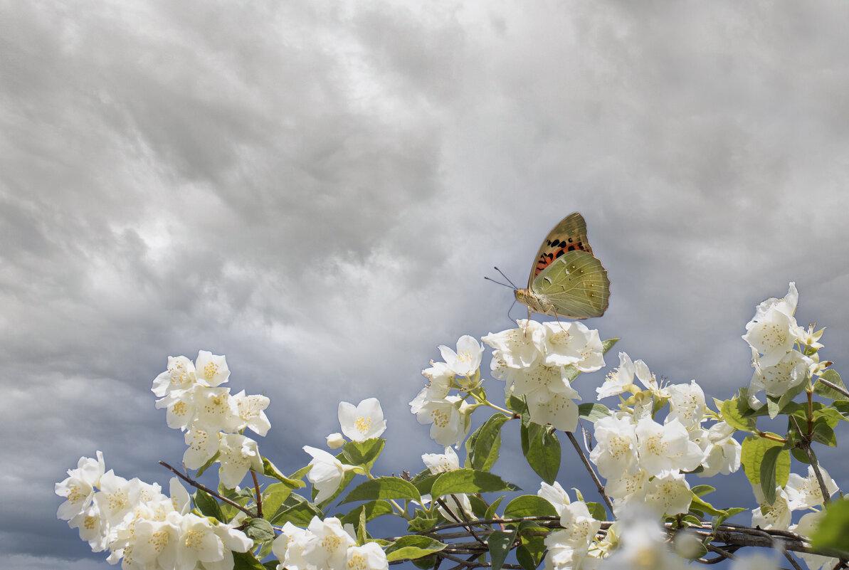 Новую страницу открывает Лето... - Валерий Басыров Новую страницу открывает Лето... - Валерий Басыров