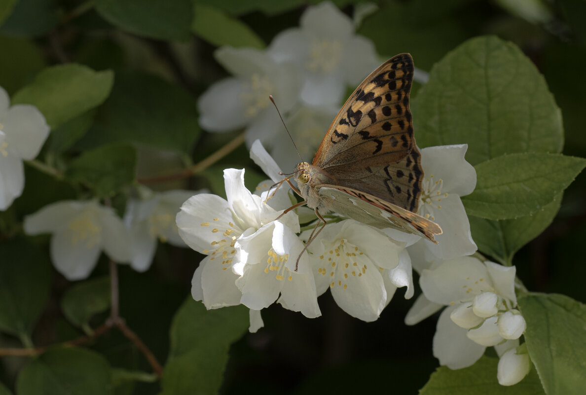 Равновесие в природе - Валерий Басыров