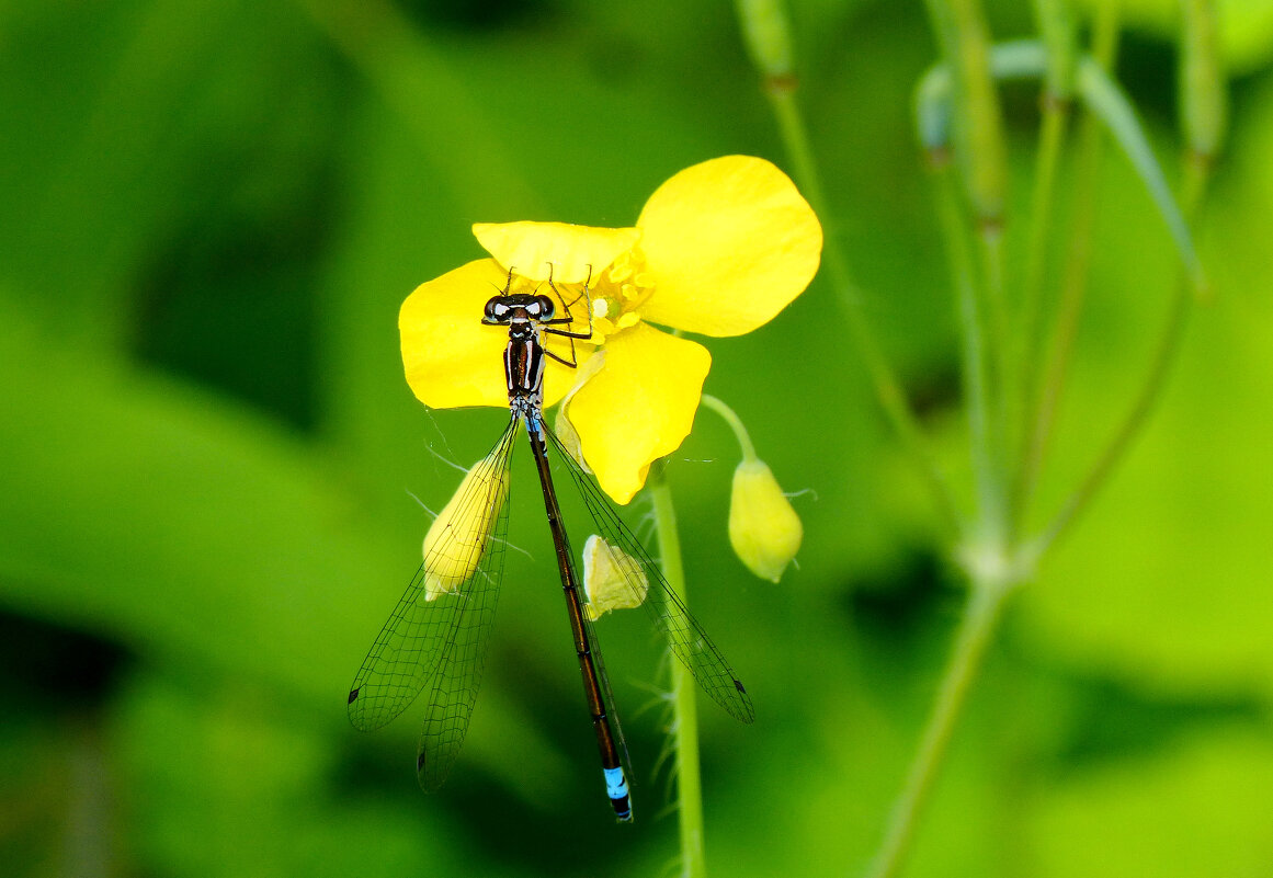 опять стрекозы 4 - Александр Прокудин опять стрекозы 4 - Александр Прокудин