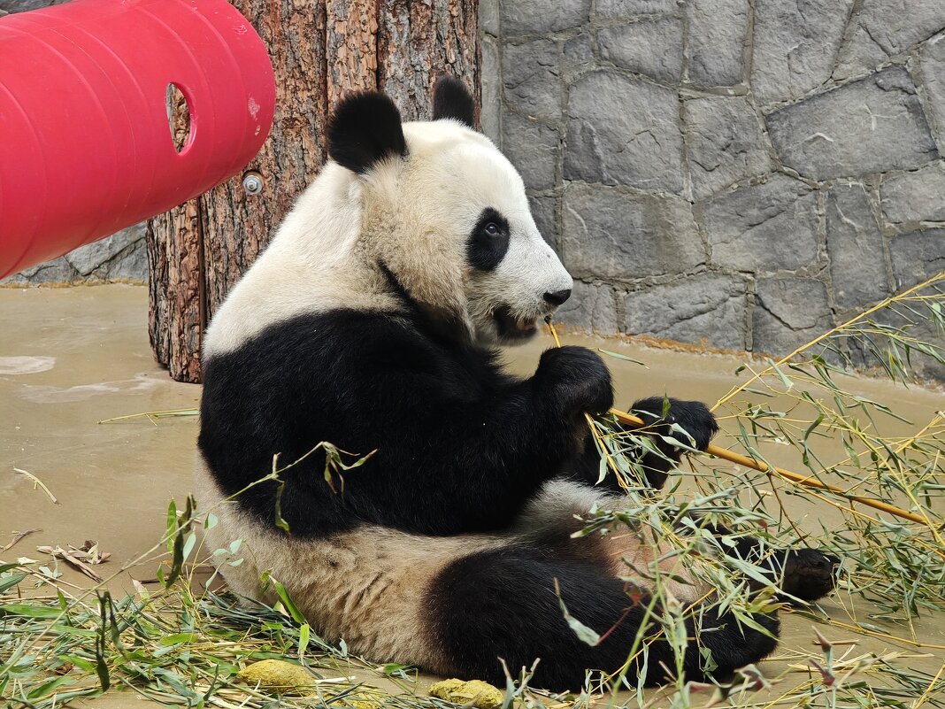 Панда Катюша - <<< Наташа >>>