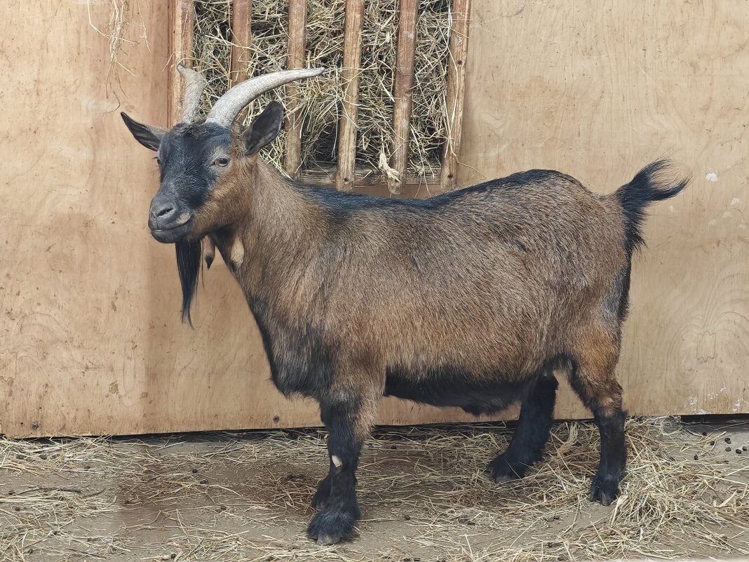 Камерунская коза - <<< Наташа >>>