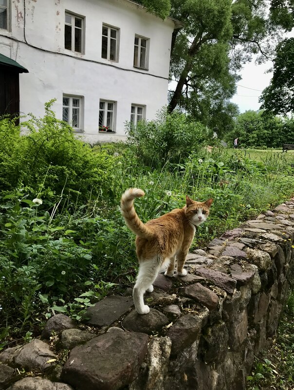 Монастырский котик - Любовь 