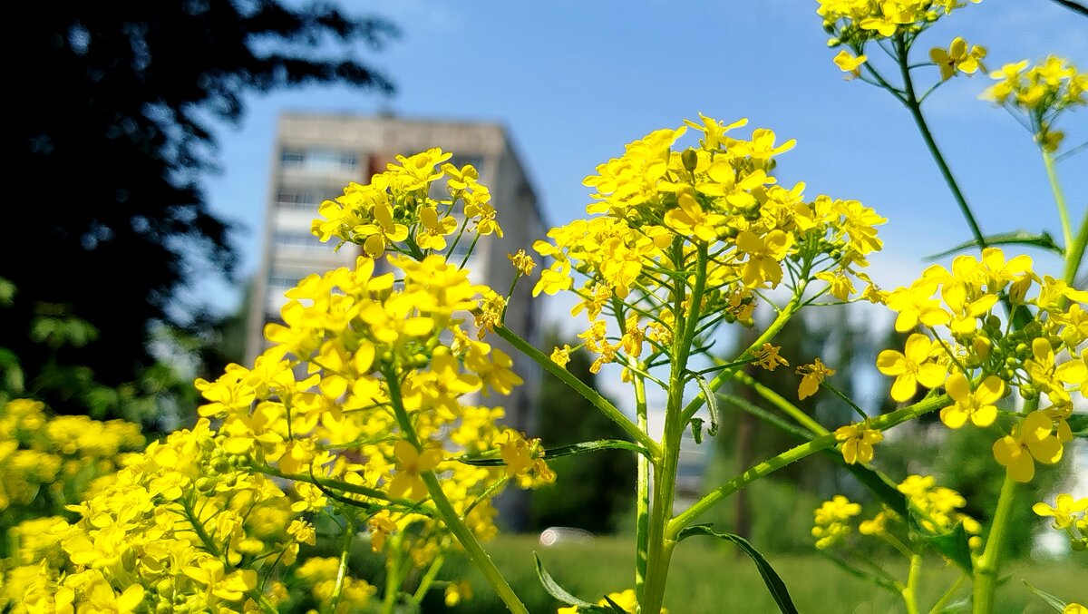 Здравствуй,лето - светлана льдокова Здравствуй,лето - светлана льдокова