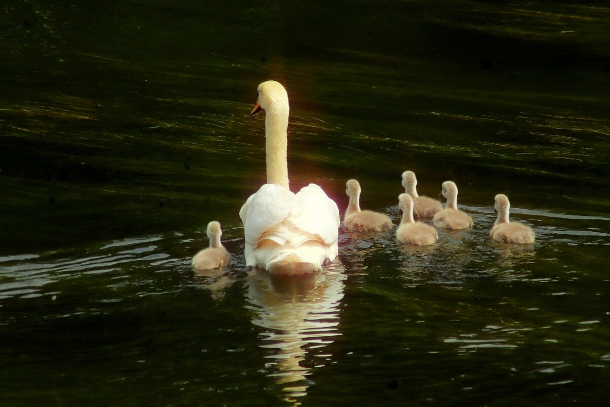 На прогулку - Юрий. Шмаков На прогулку - Юрий. Шмаков