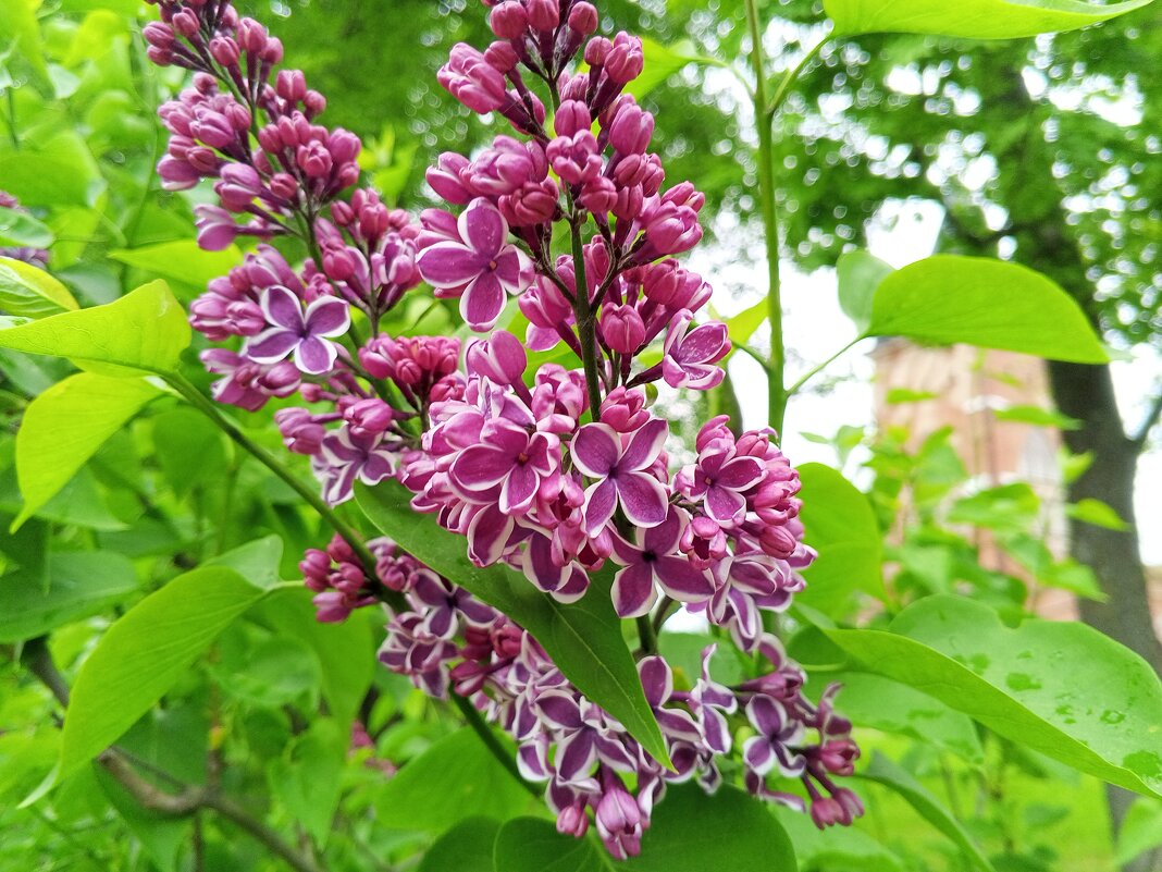 Сирень - Сапсан 