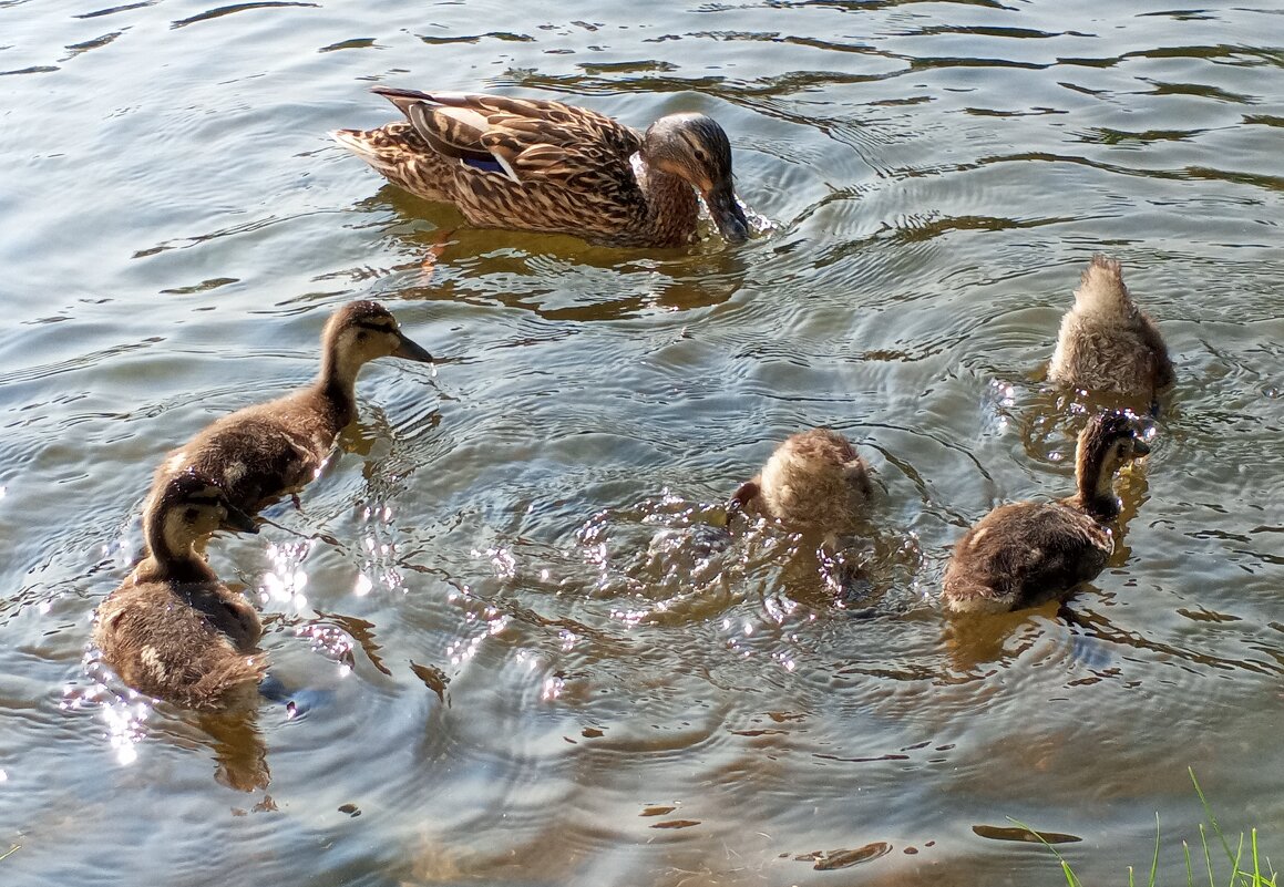 Утята - Сапсан 