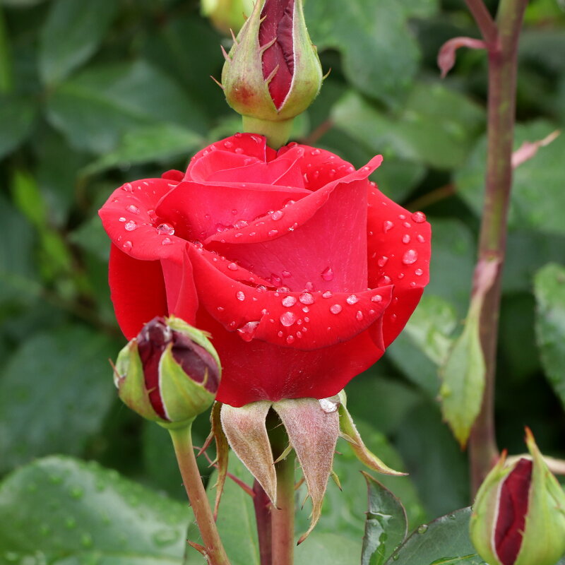 роза - Игорь Kуленко