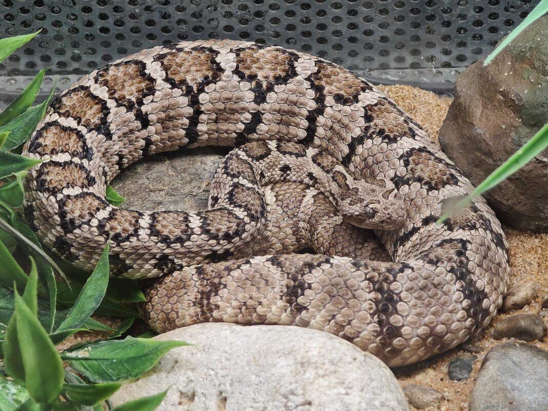 Змея - <<< Наташа >>> Змея - <<< Наташа >>>