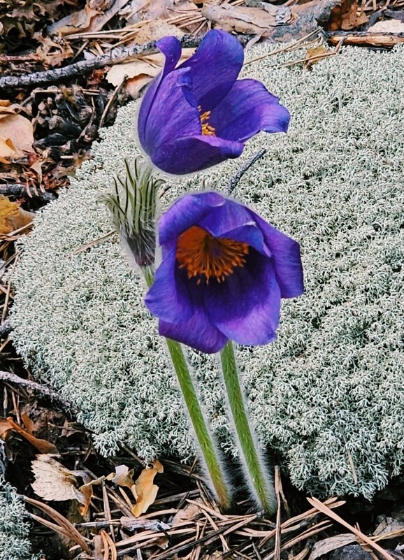 В лесу... - Георгиевич 