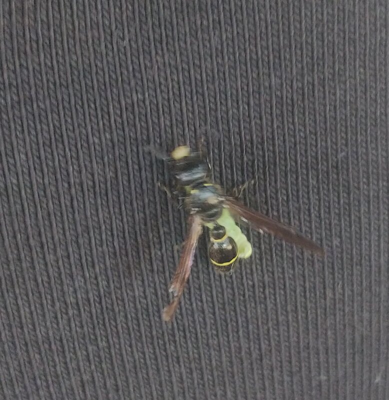 Хищная оса - Андрей Хлопонин Хищная оса - Андрей Хлопонин