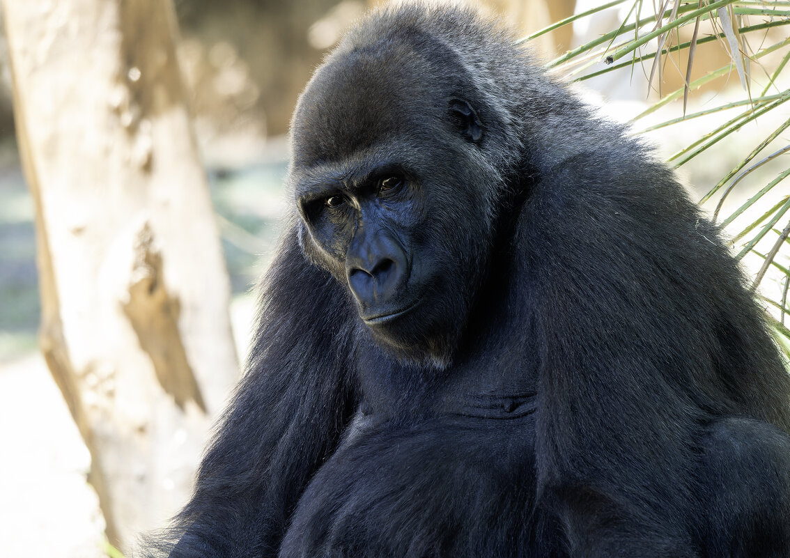 Быть или не быть... - Alexander Amromin