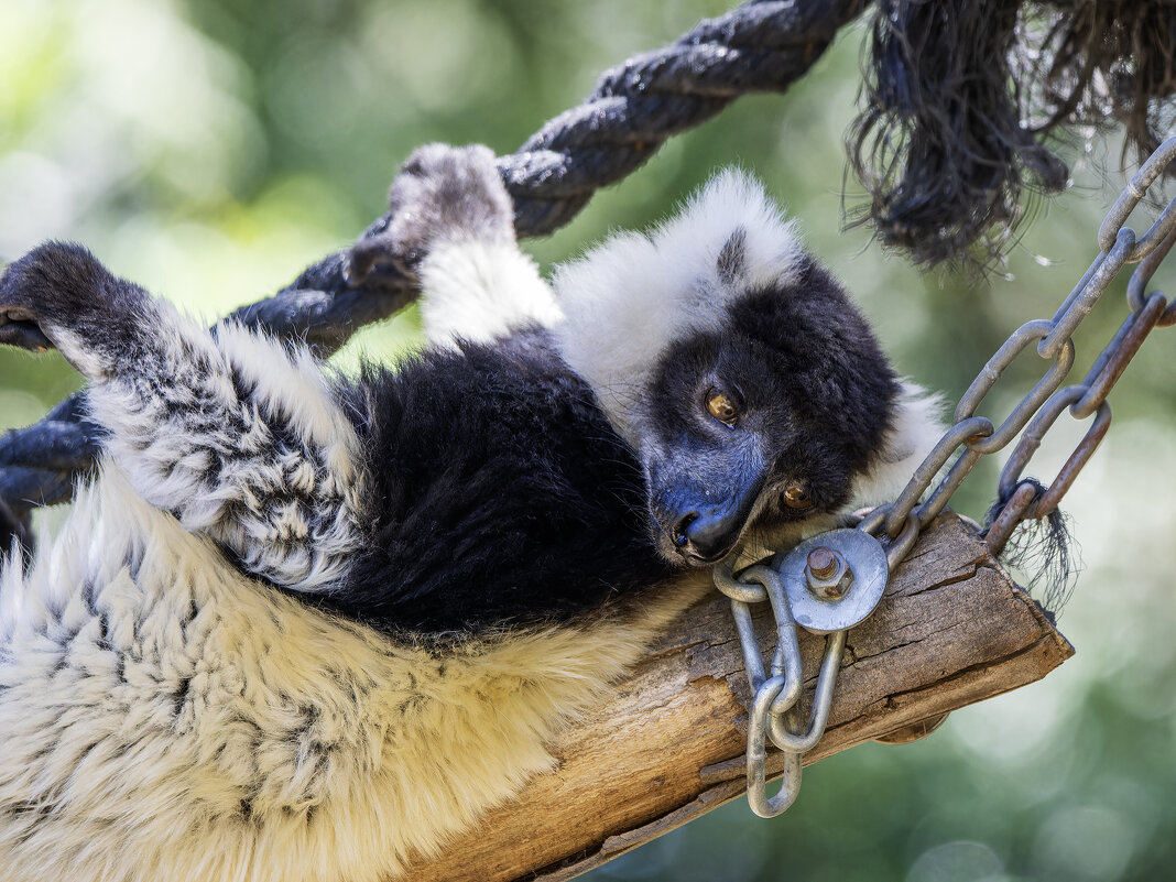 Лемур вари. - Alexander Amromin