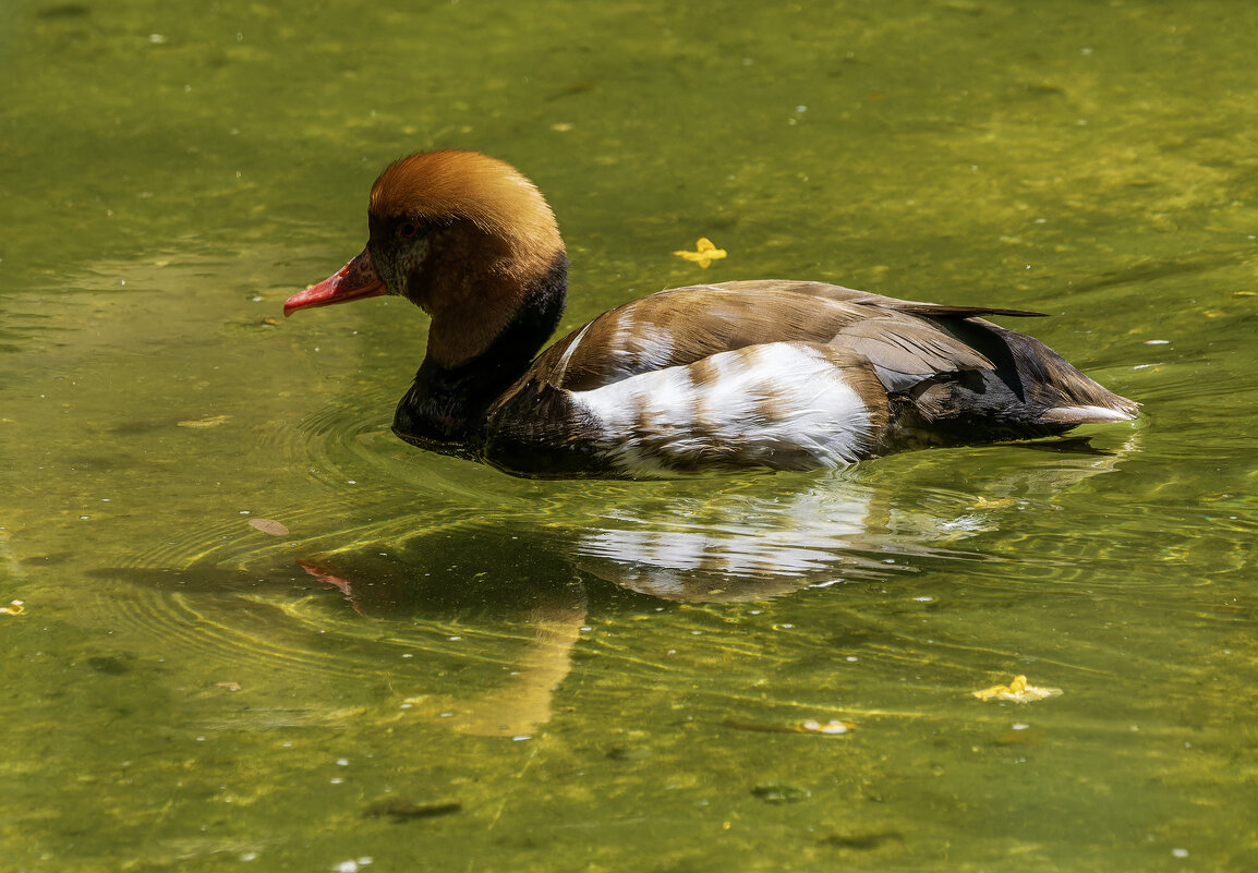Красноносый нырок. - Alexander Amromin